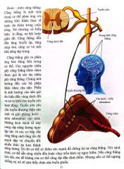 Cơ Thể Của Tôi Hoạt Động Như Thế Nào Hooc - Môn - T.R.Bhanot