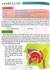 Cơ Thể Của Tôi Hoạt Động Như Thế Nào Hooc - Môn - T.R.Bhanot