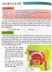 Combo 16 Cuốn Cơ Thể Của Tôi Hoạt Động Như Thế Nào ?