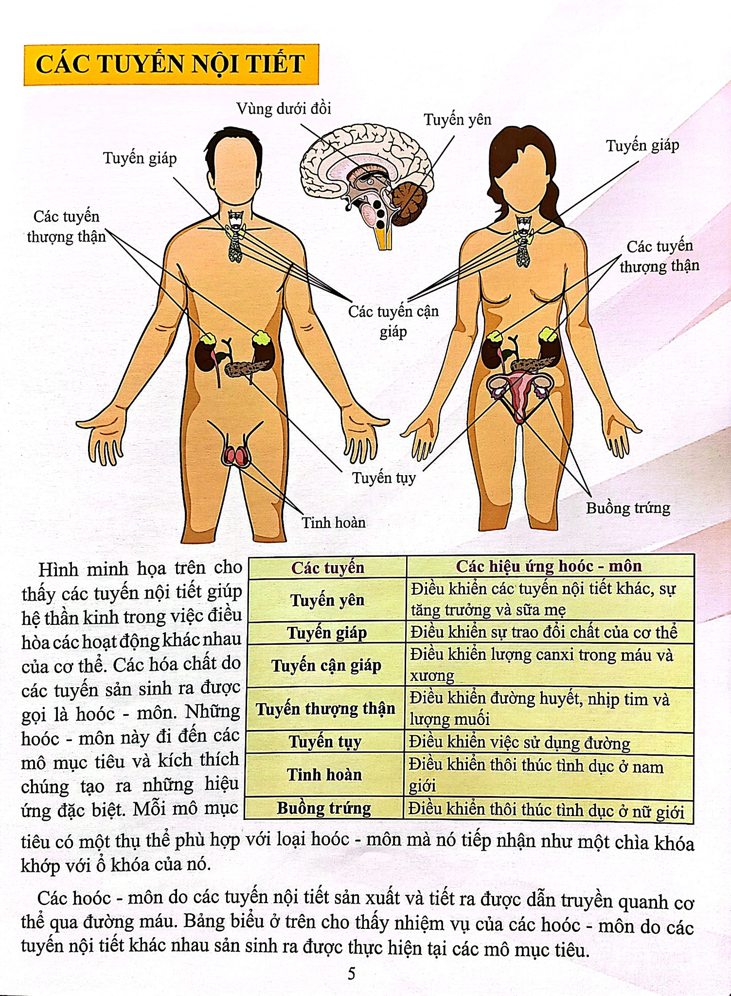Combo 16 Cuốn Cơ Thể Của Tôi Hoạt Động Như Thế Nào ?