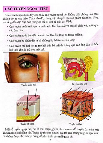  Combo 16 Cuốn Cơ Thể Của Tôi Hoạt Động Như Thế Nào ? 