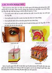 Combo 16 Cuốn Cơ Thể Của Tôi Hoạt Động Như Thế Nào ?