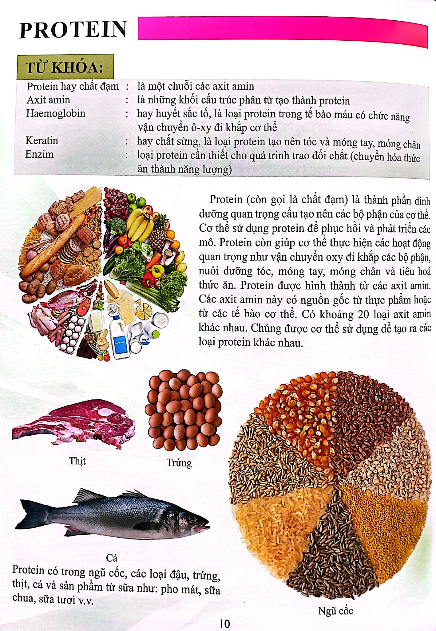 Cơ Thể Của Tôi Hoạt Động Như Thế Nào - Ăn Uống Khoa Học - T.R.Bhanot