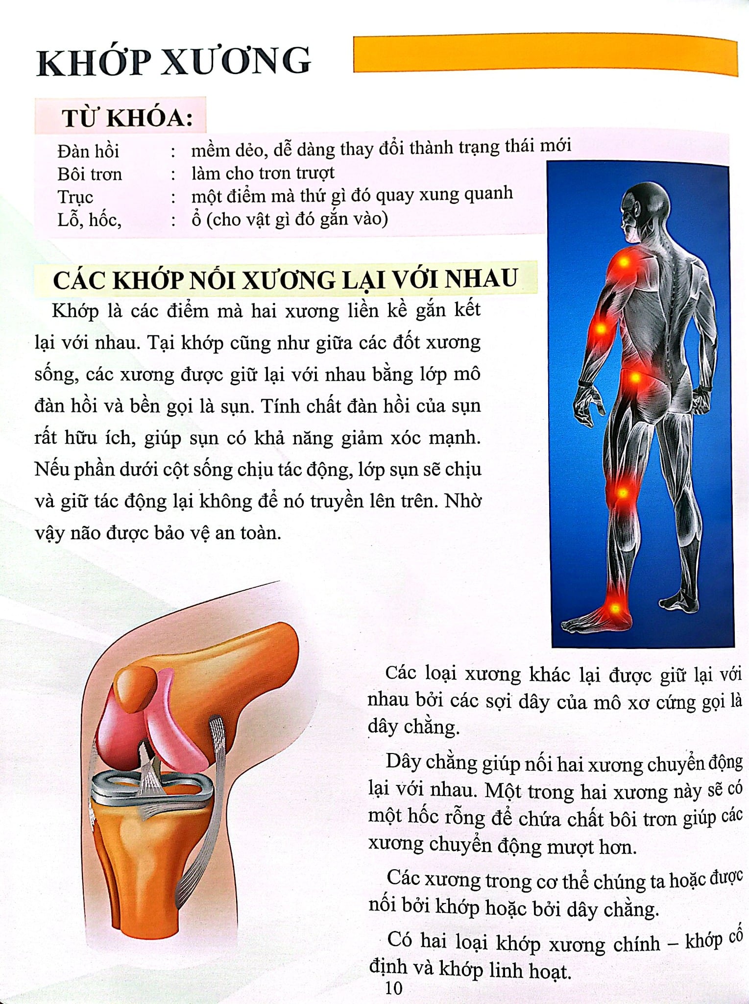 Cơ Thể Của Tôi Hoạt Động Như Thế Nào Xương - T.R.Bhanot