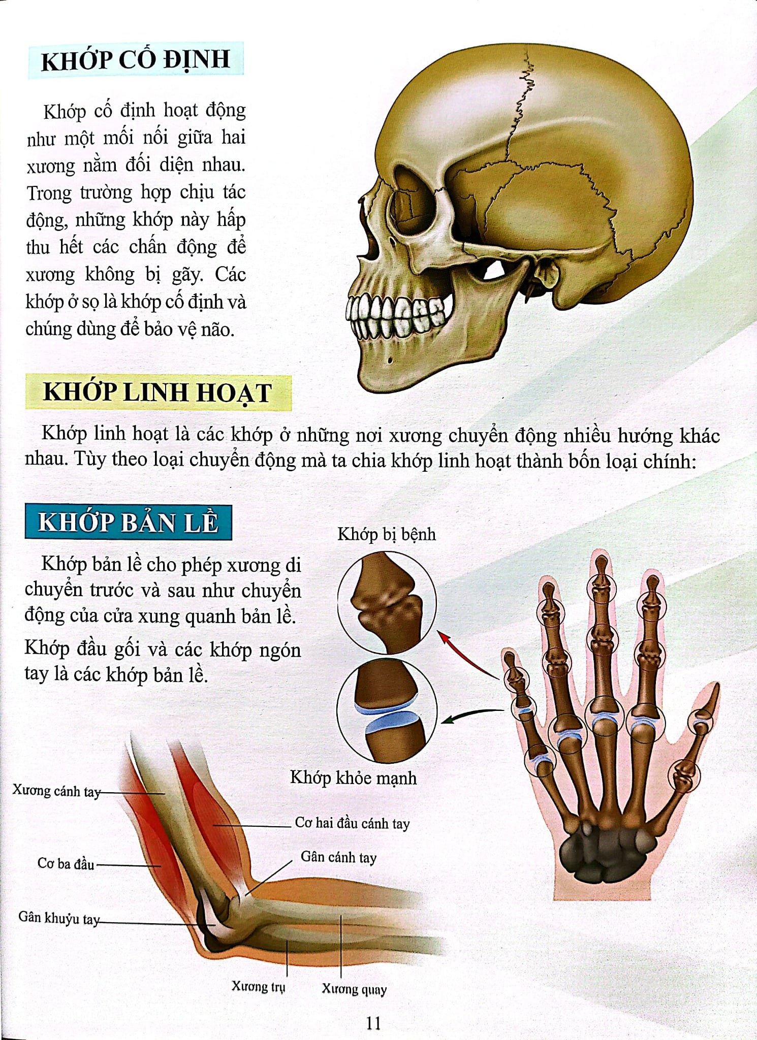 Cơ Thể Của Tôi Hoạt Động Như Thế Nào Xương - T.R.Bhanot