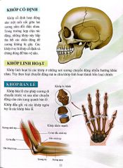 Cơ Thể Của Tôi Hoạt Động Như Thế Nào Xương - T.R.Bhanot