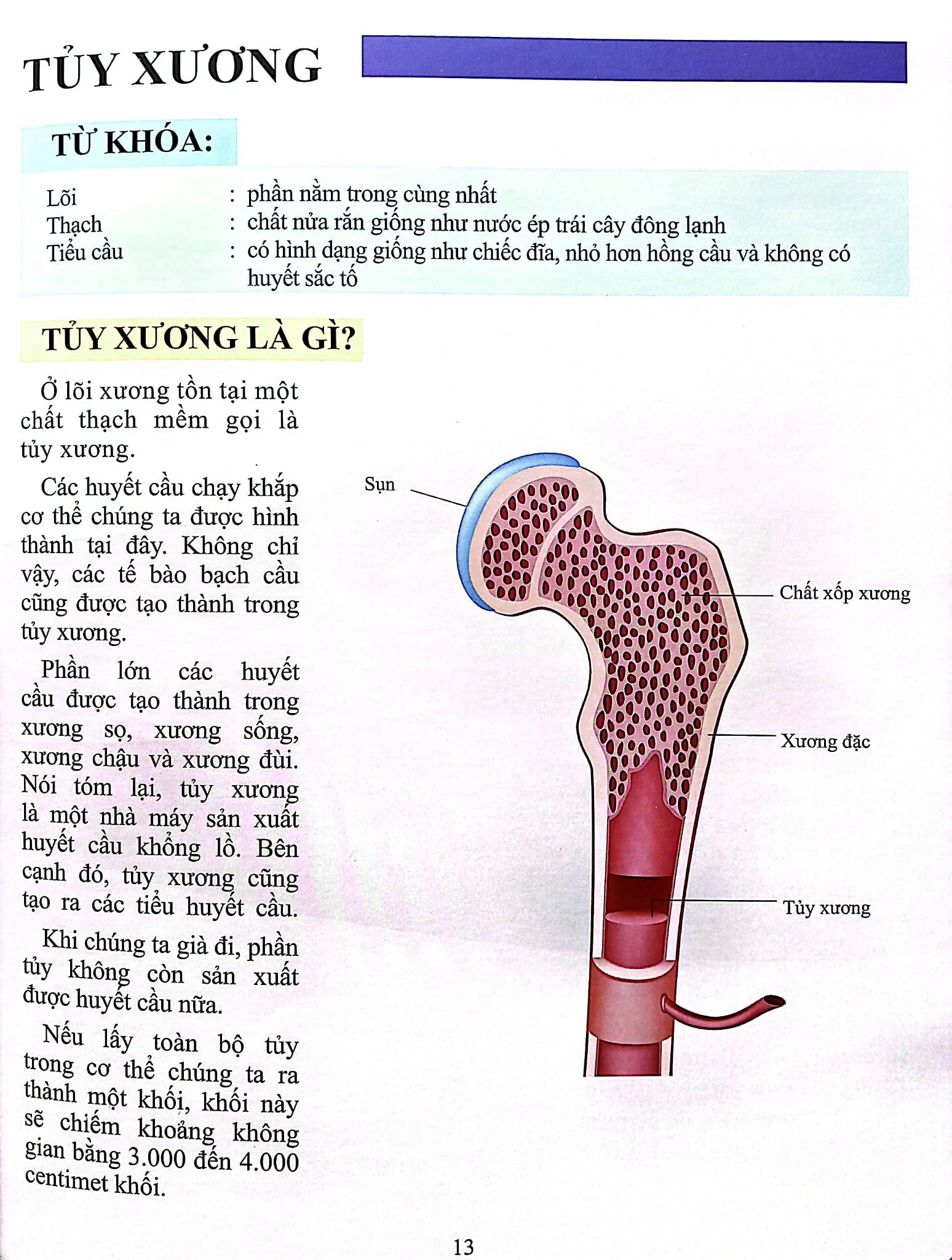 Cơ Thể Của Tôi Hoạt Động Như Thế Nào Xương - T.R.Bhanot