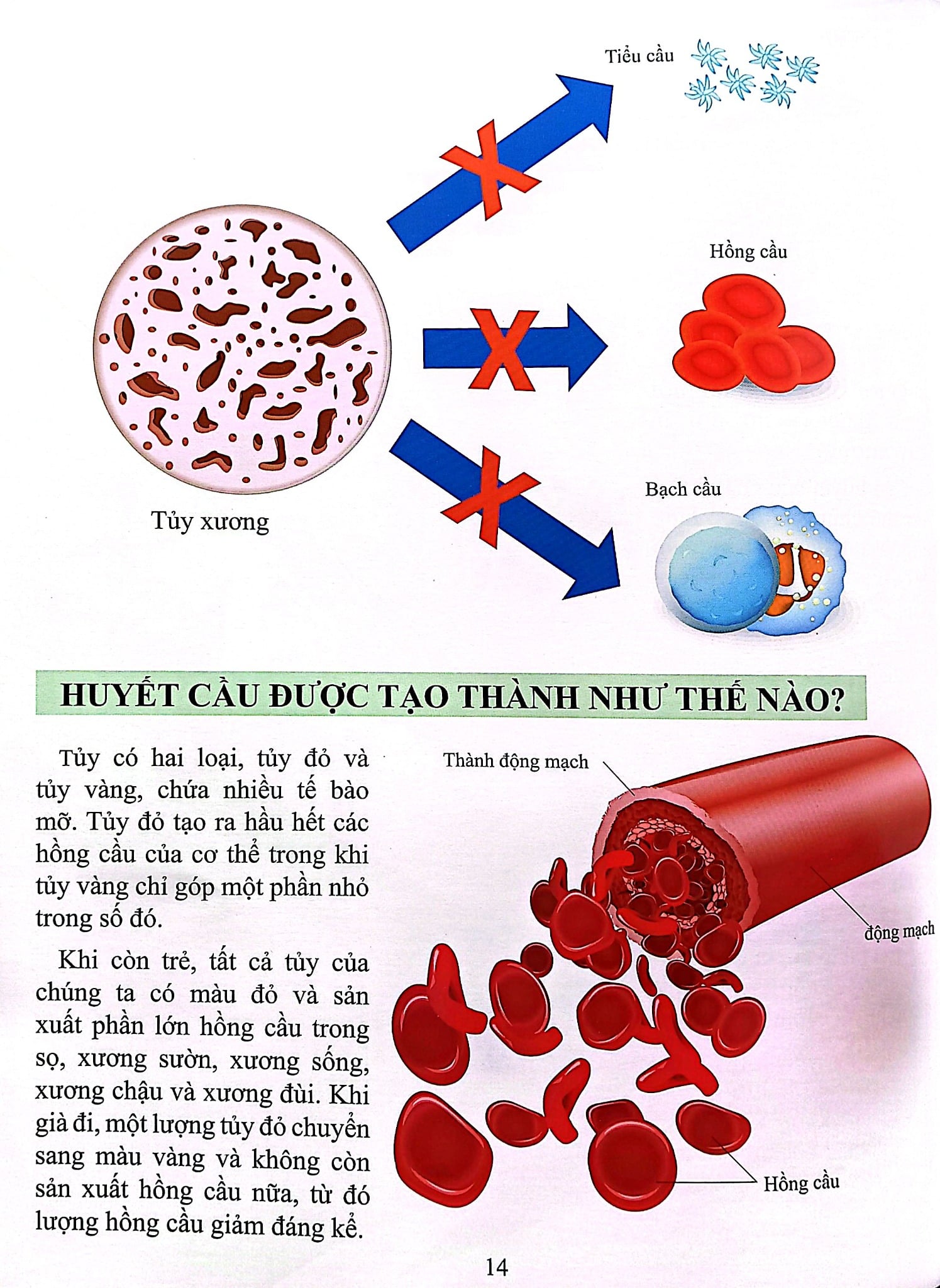 Cơ Thể Của Tôi Hoạt Động Như Thế Nào Xương - T.R.Bhanot