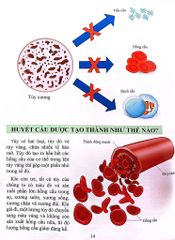 Cơ Thể Của Tôi Hoạt Động Như Thế Nào Xương - T.R.Bhanot