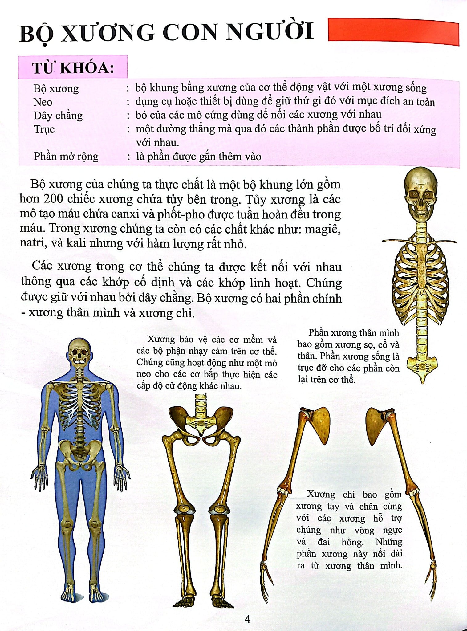 Cơ Thể Của Tôi Hoạt Động Như Thế Nào Xương - T.R.Bhanot
