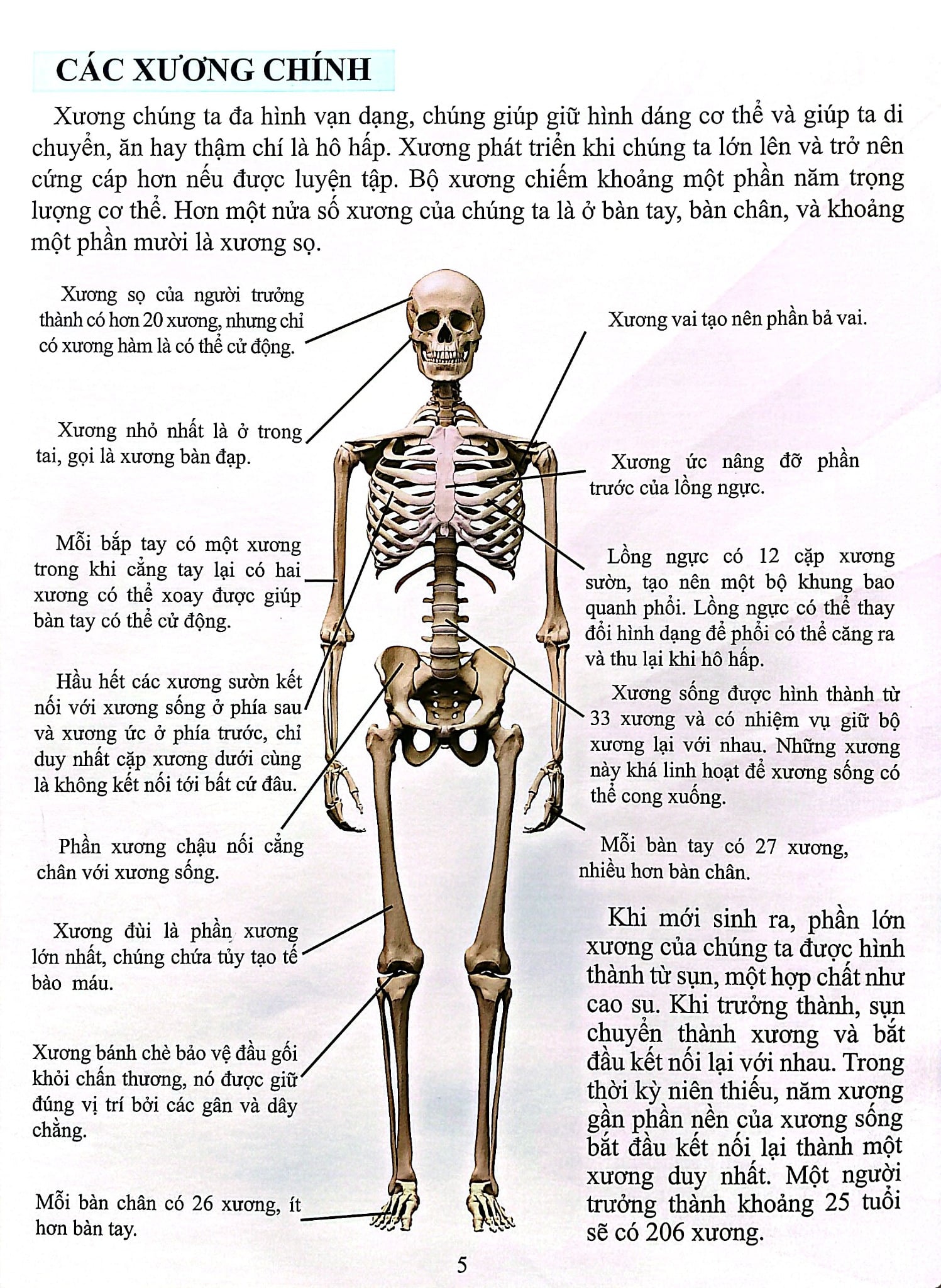 Cơ Thể Của Tôi Hoạt Động Như Thế Nào Xương - T.R.Bhanot