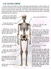 Cơ Thể Của Tôi Hoạt Động Như Thế Nào Xương - T.R.Bhanot