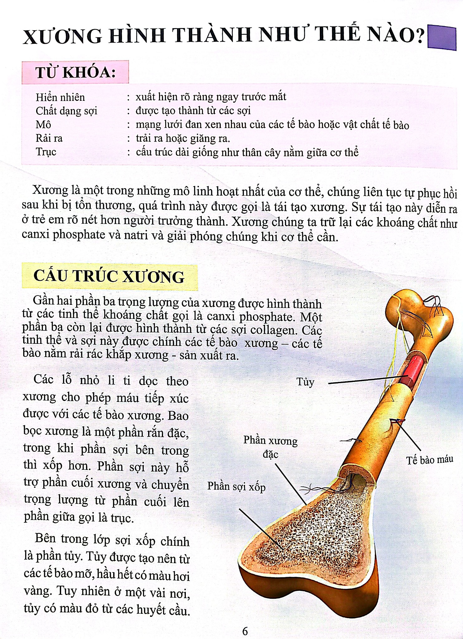 Combo 16 Cuốn Cơ Thể Của Tôi Hoạt Động Như Thế Nào ?