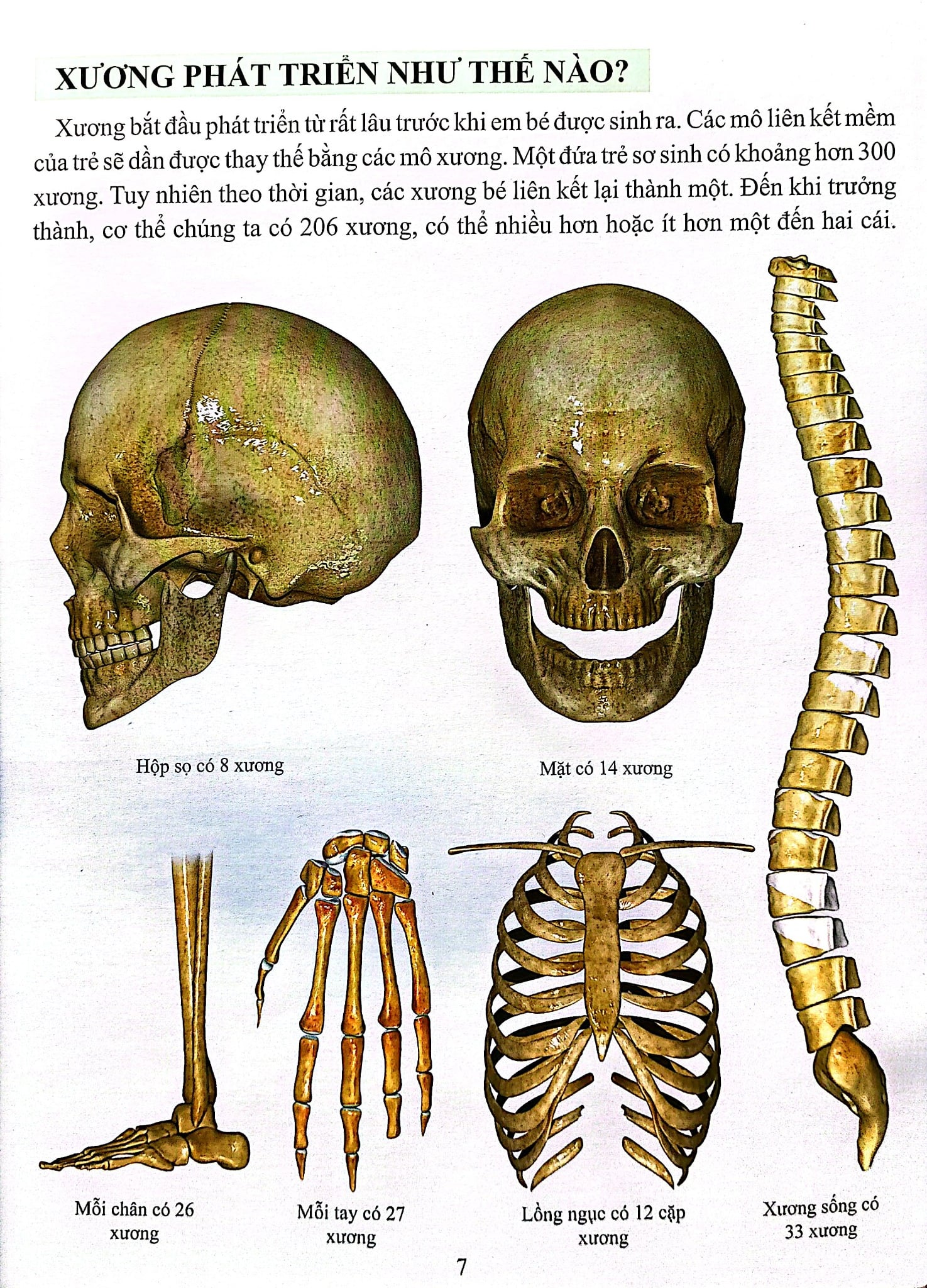 Cơ Thể Của Tôi Hoạt Động Như Thế Nào Xương - T.R.Bhanot