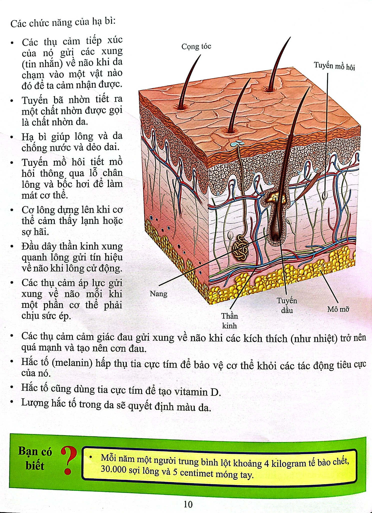 Cơ Thể Của Tôi Hoạt Động Như Thế Nào - Da - T.R.Bhanot