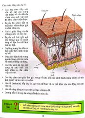 Cơ Thể Của Tôi Hoạt Động Như Thế Nào - Da - T.R.Bhanot