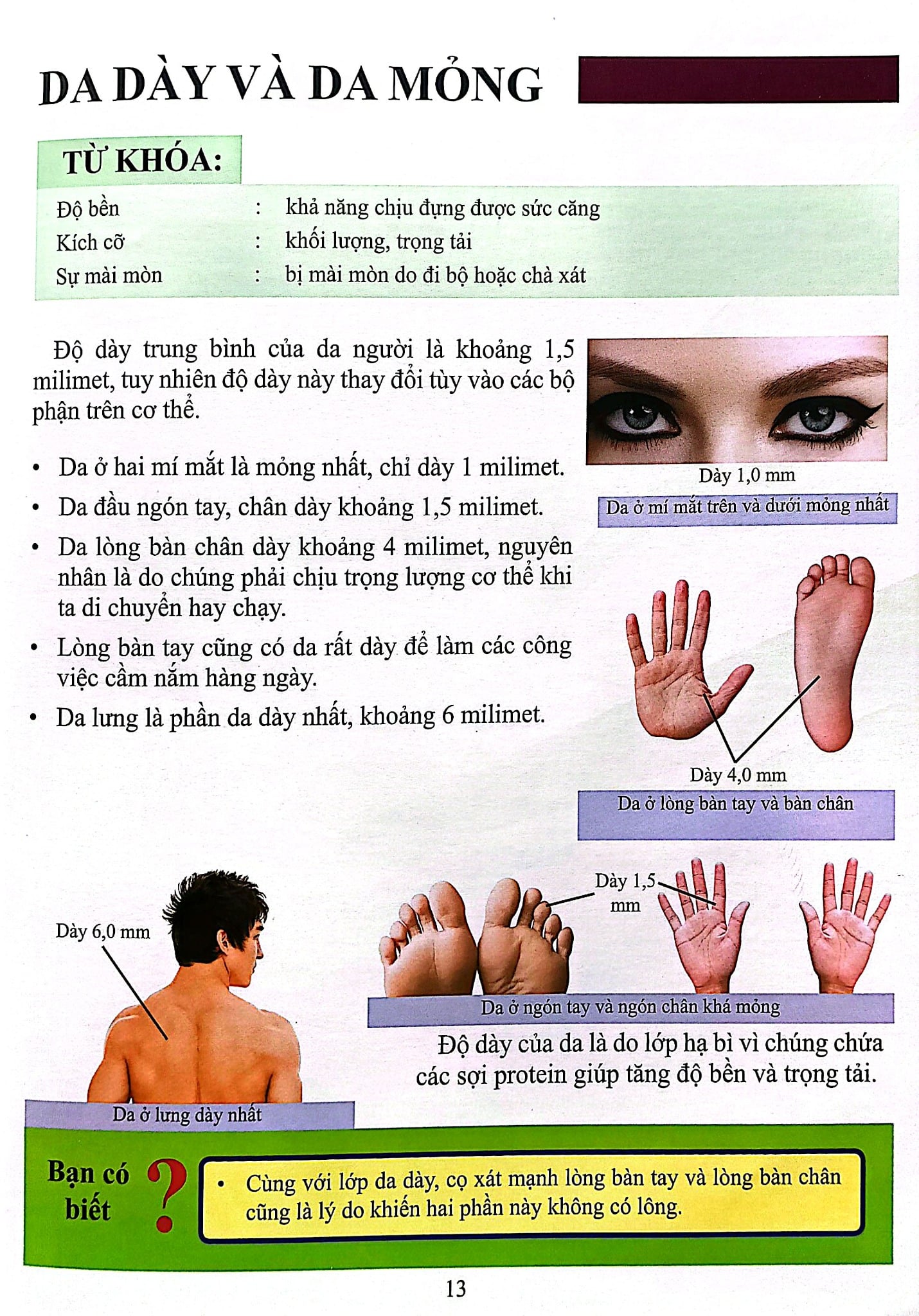 Cơ Thể Của Tôi Hoạt Động Như Thế Nào - Da - T.R.Bhanot