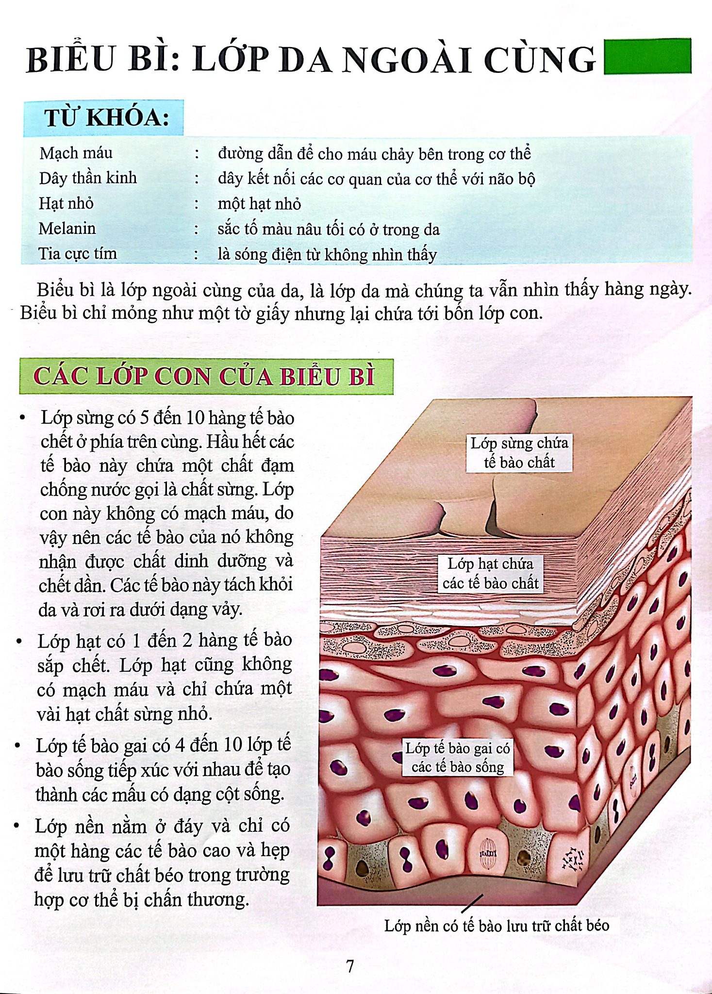 Cơ Thể Của Tôi Hoạt Động Như Thế Nào - Da - T.R.Bhanot
