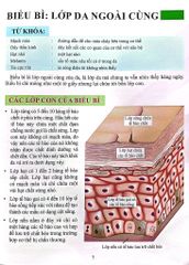 Cơ Thể Của Tôi Hoạt Động Như Thế Nào - Da - T.R.Bhanot