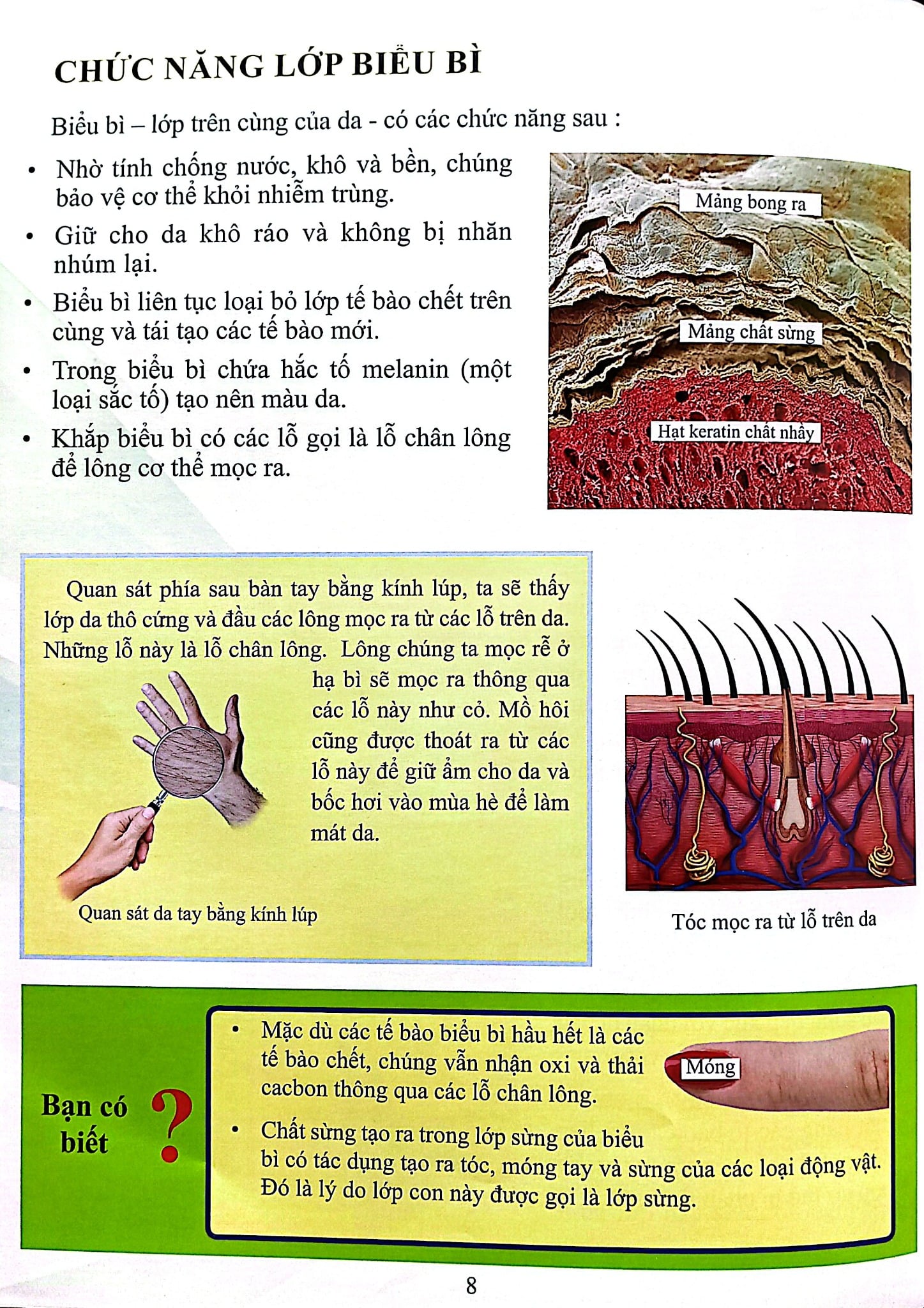 Cơ Thể Của Tôi Hoạt Động Như Thế Nào - Da - T.R.Bhanot