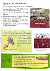 Cơ Thể Của Tôi Hoạt Động Như Thế Nào - Da - T.R.Bhanot