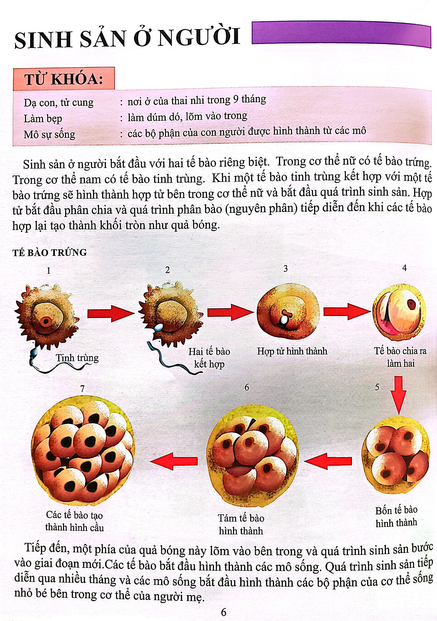 Cơ Thể Của Tôi Hoạt Động Như Thế Nào Sinh Sản - T.R.Bhanot