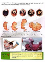 Cơ Thể Của Tôi Hoạt Động Như Thế Nào Sinh Sản - T.R.Bhanot