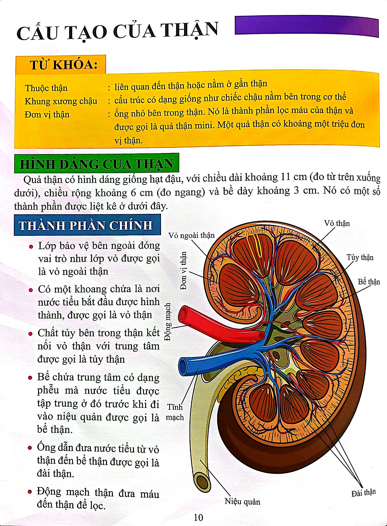 Cơ Thể Của Tôi Hoạt Động Như Thế Nào Thận - T.R.Bhanot