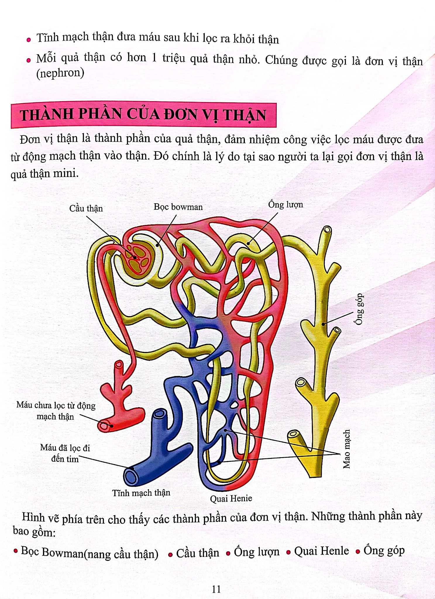 Cơ Thể Của Tôi Hoạt Động Như Thế Nào Thận - T.R.Bhanot