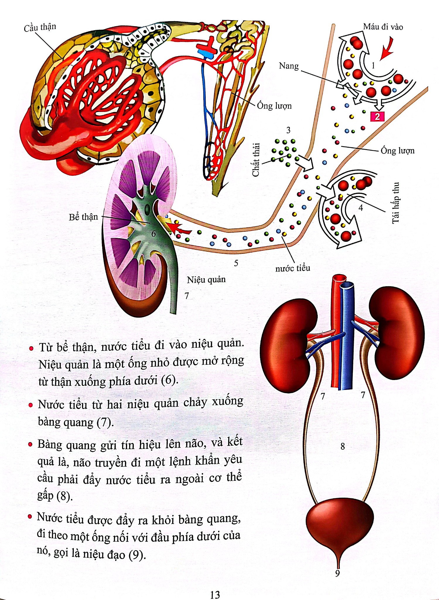 Cơ Thể Của Tôi Hoạt Động Như Thế Nào Thận - T.R.Bhanot