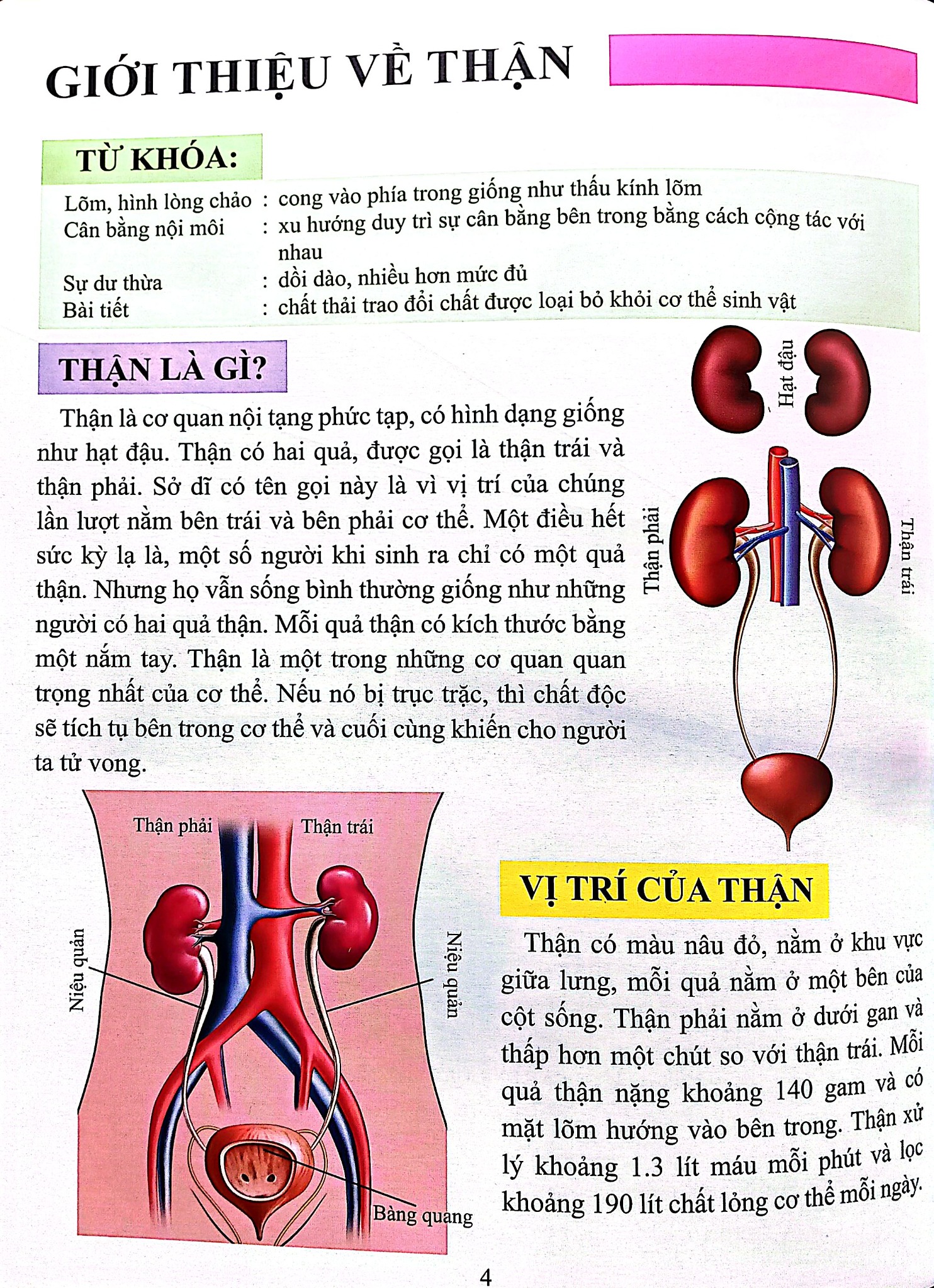 Cơ Thể Của Tôi Hoạt Động Như Thế Nào Thận - T.R.Bhanot