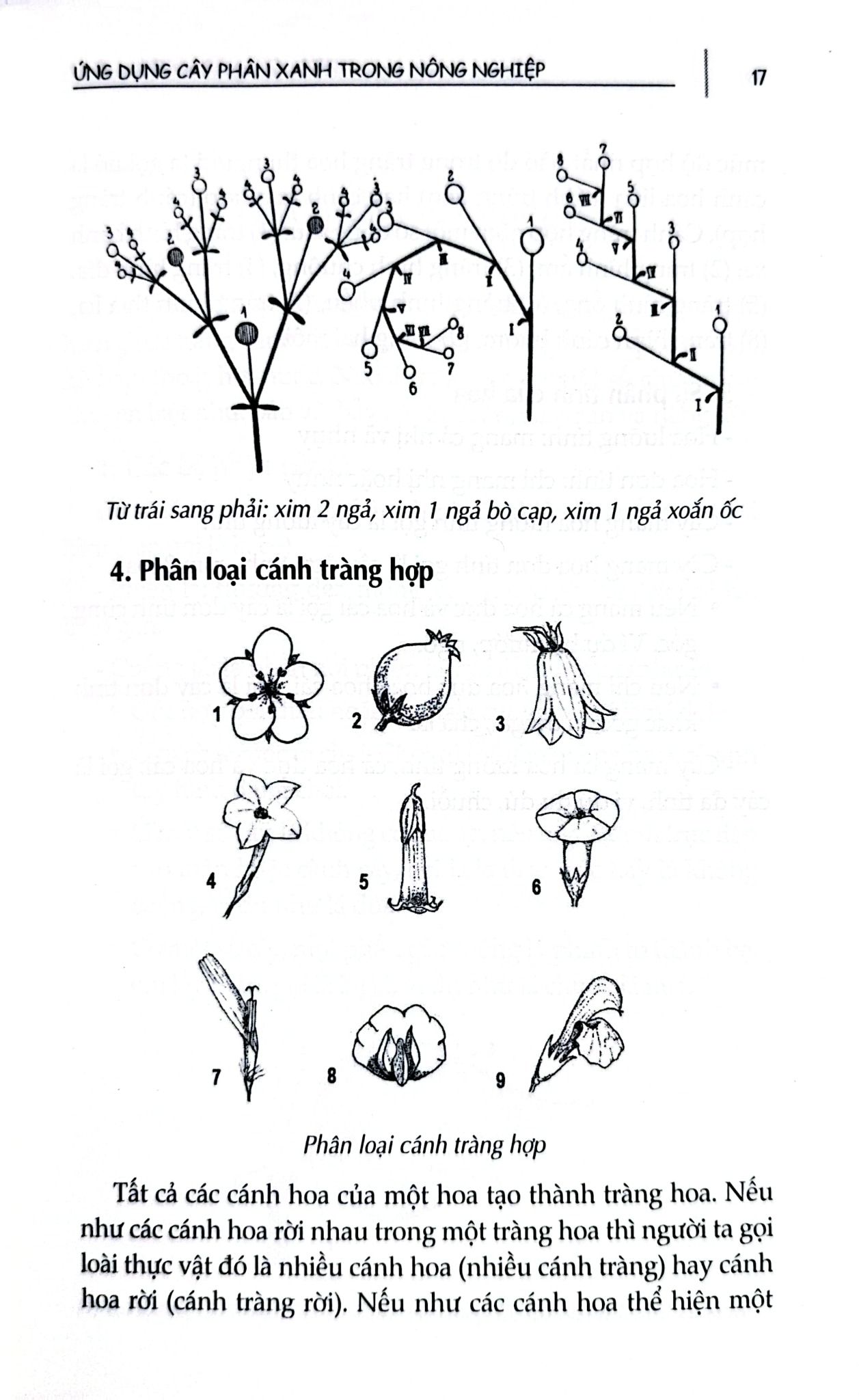 Ứng Dụng Cây Phân Xanh Trong Nông Nghiệp - Nhiều Tác Giả