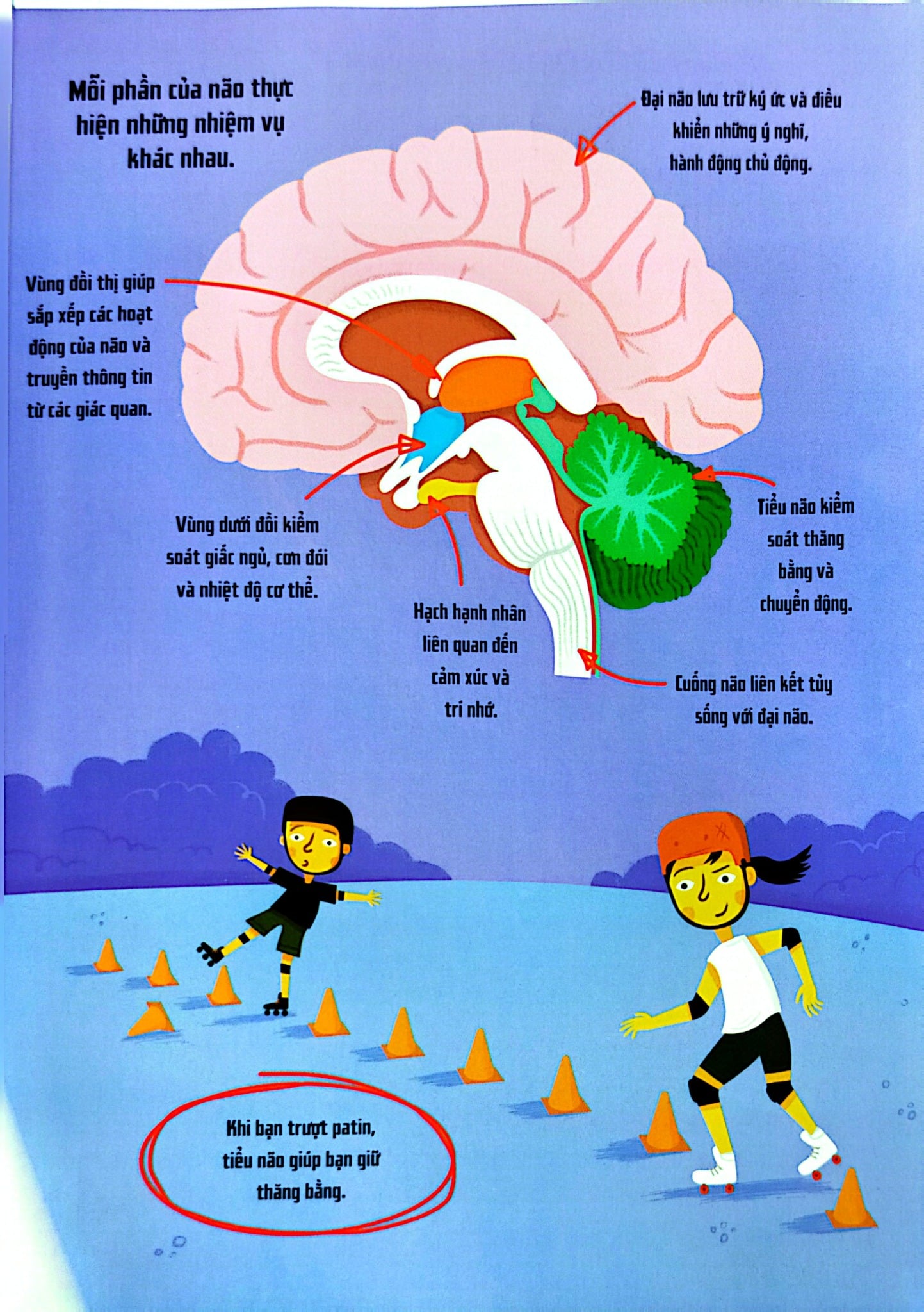 Bộ Não Người - Trong 30 Giây - 
Clive Gifford