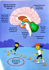 Bộ Não Người - Trong 30 Giây - 
Clive Gifford