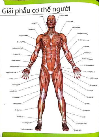  Combo 2 Cuốn 501 Bài Tập Giảm Cân Và Giữ Dáng + 70 Bài Tập Phát Triển, Cải Thiện Vóc Dáng, Tăng Sự Dẻo Dai 