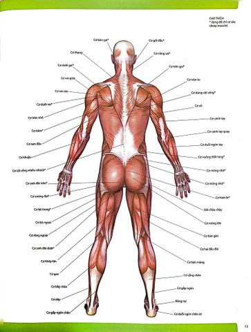  Combo 2 Cuốn 501 Bài Tập Giảm Cân Và Giữ Dáng + 70 Bài Tập Phát Triển, Cải Thiện Vóc Dáng, Tăng Sự Dẻo Dai 