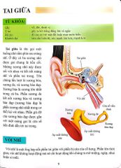 Cơ Thể Của Tôi Hoạt Động Như Thế Nào Tai - T.R.Bhanot