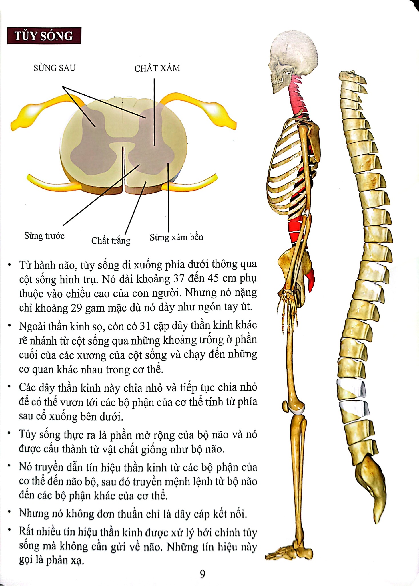 Cơ Thể Của Tôi Hoạt Động Như Thế Nào - Bộ Não - T.R.Bhanot