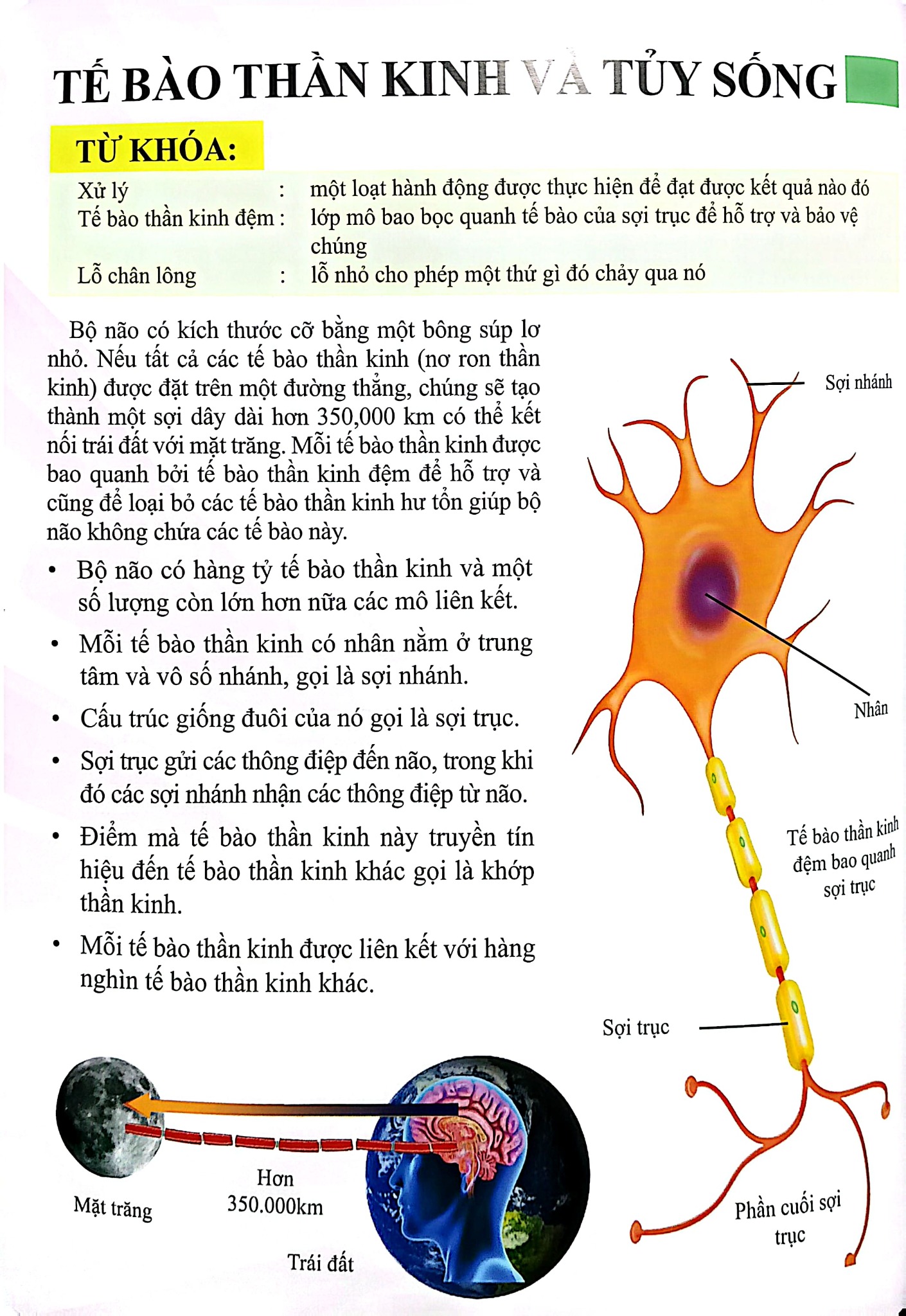 Cơ Thể Của Tôi Hoạt Động Như Thế Nào - Bộ Não - T.R.Bhanot