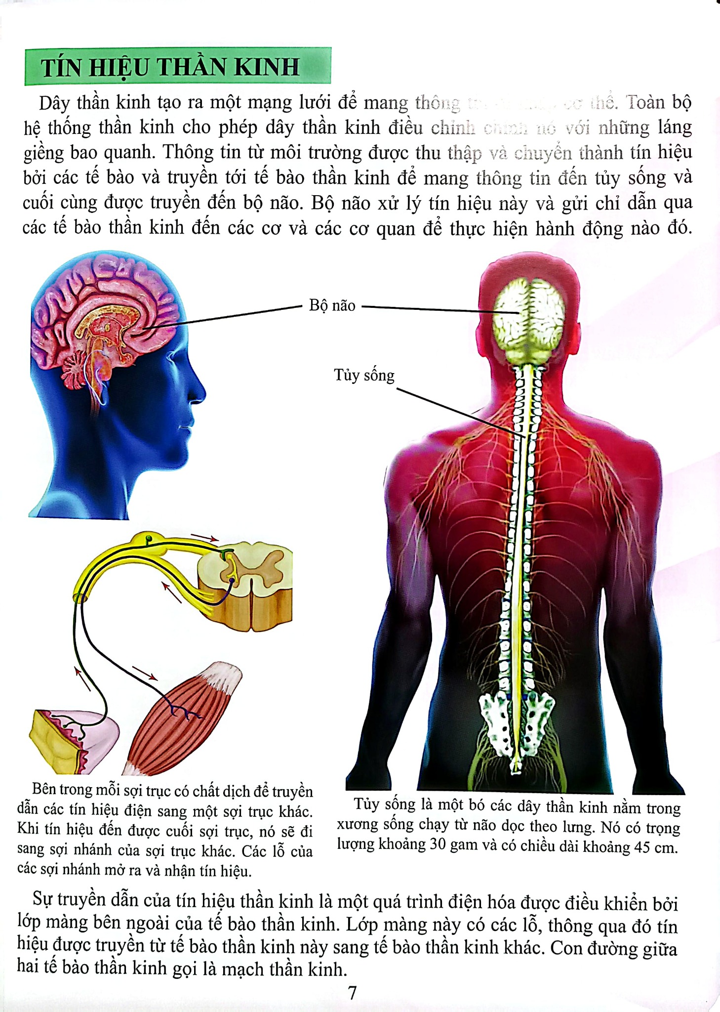 Cơ Thể Của Tôi Hoạt Động Như Thế Nào - Bộ Não - T.R.Bhanot