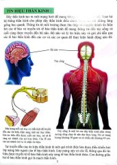 Cơ Thể Của Tôi Hoạt Động Như Thế Nào - Bộ Não - T.R.Bhanot