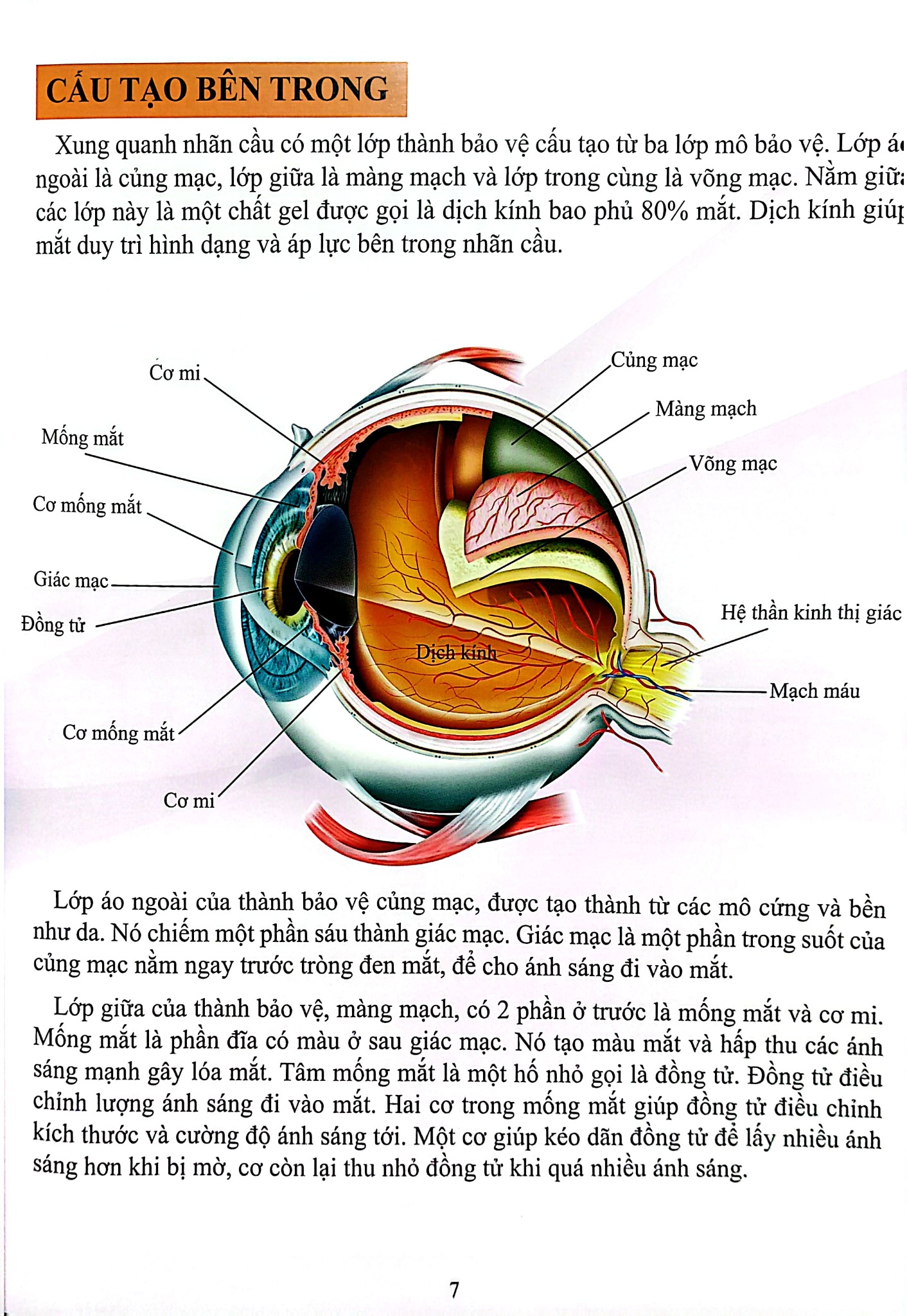 Cơ Thể Của Tôi Hoạt Động Như Thế Nào Mắt - T.R.Bhanot