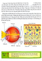Cơ Thể Của Tôi Hoạt Động Như Thế Nào Mắt - T.R.Bhanot