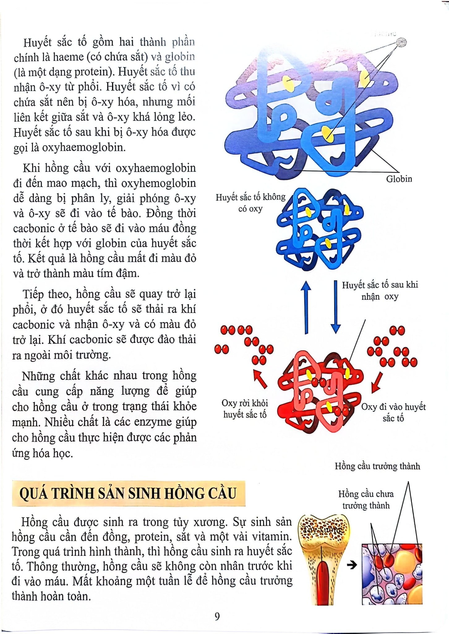 Cơ Thể Của Tôi Hoạt Động Như Thế Nào Máu - T.R.Bhanot