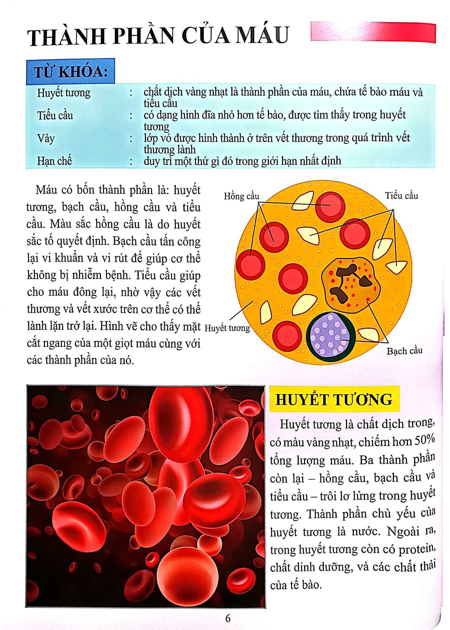 Cơ Thể Của Tôi Hoạt Động Như Thế Nào Máu - T.R.Bhanot