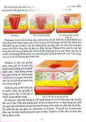 Cơ Thể Của Tôi Hoạt Động Như Thế Nào Máu - T.R.Bhanot