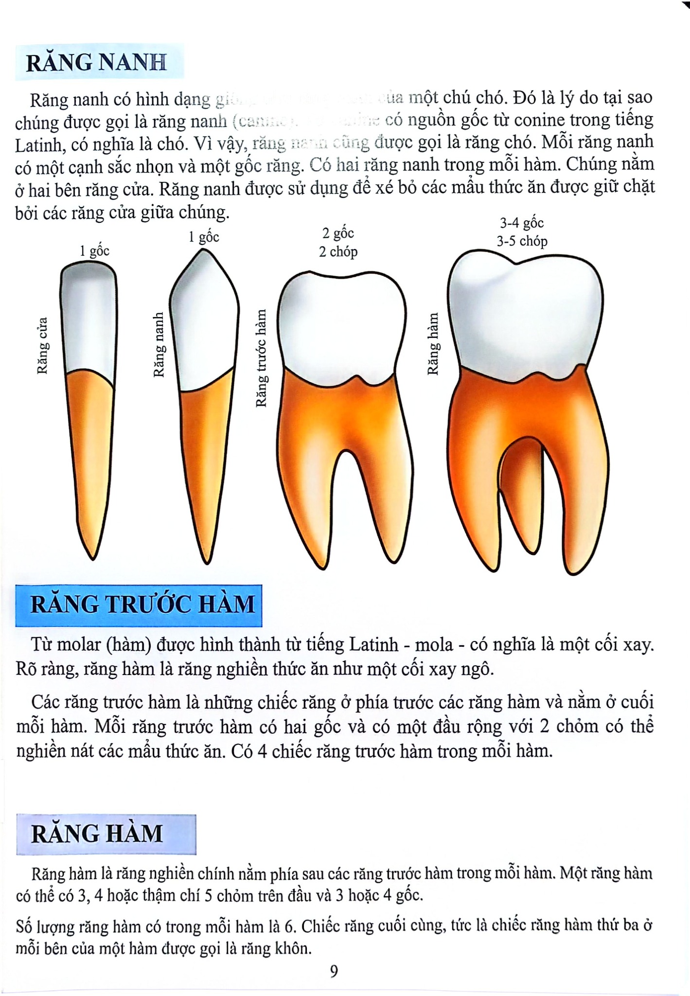 Cơ Thể Của Tôi Hoạt Động Như Thế Nào Răng - T.R.Bhanot