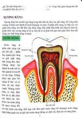 Cơ Thể Của Tôi Hoạt Động Như Thế Nào Răng - T.R.Bhanot