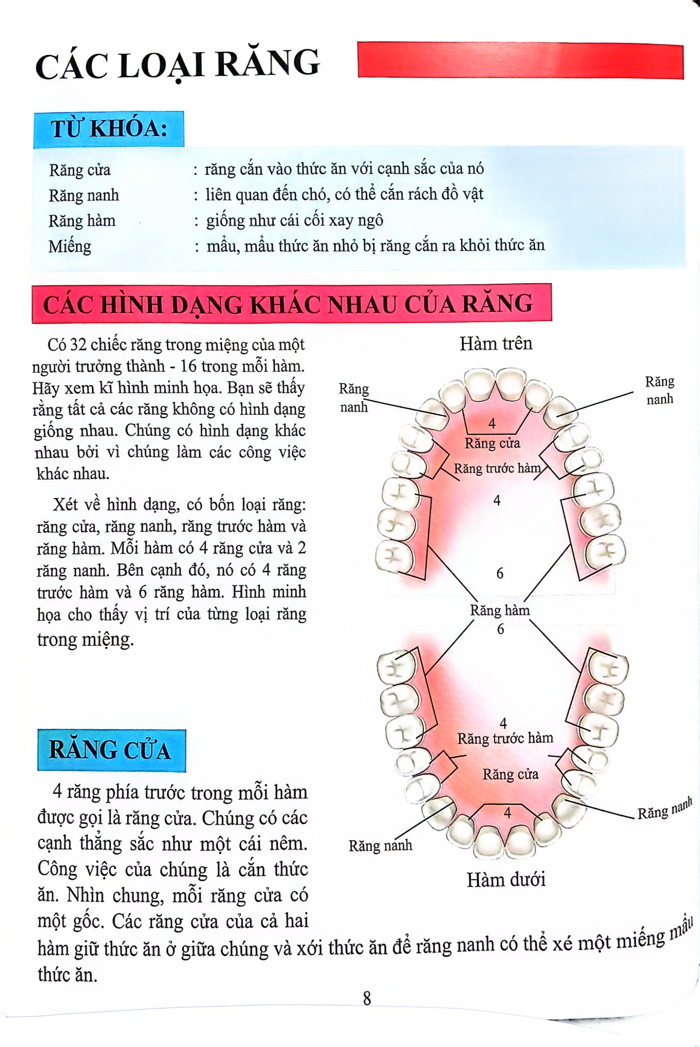 Cơ Thể Của Tôi Hoạt Động Như Thế Nào Răng - T.R.Bhanot