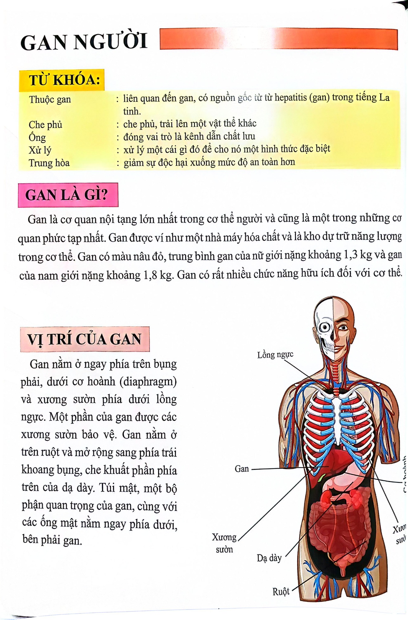 Cơ Thể Của Tôi Hoạt Động Như Thế Nào- Gan - T.R.Bhanot